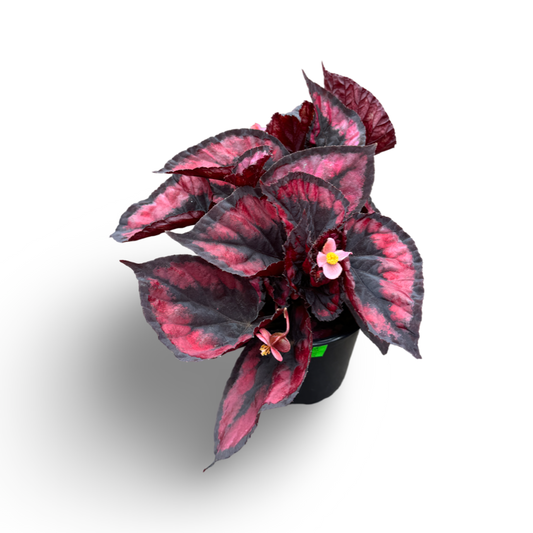 Begonia Rex (3,5") image 0