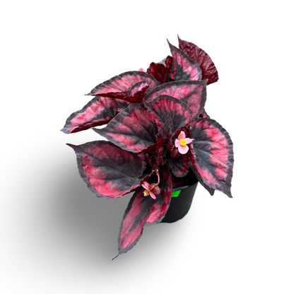 Begonia Rex (3,5") image 0