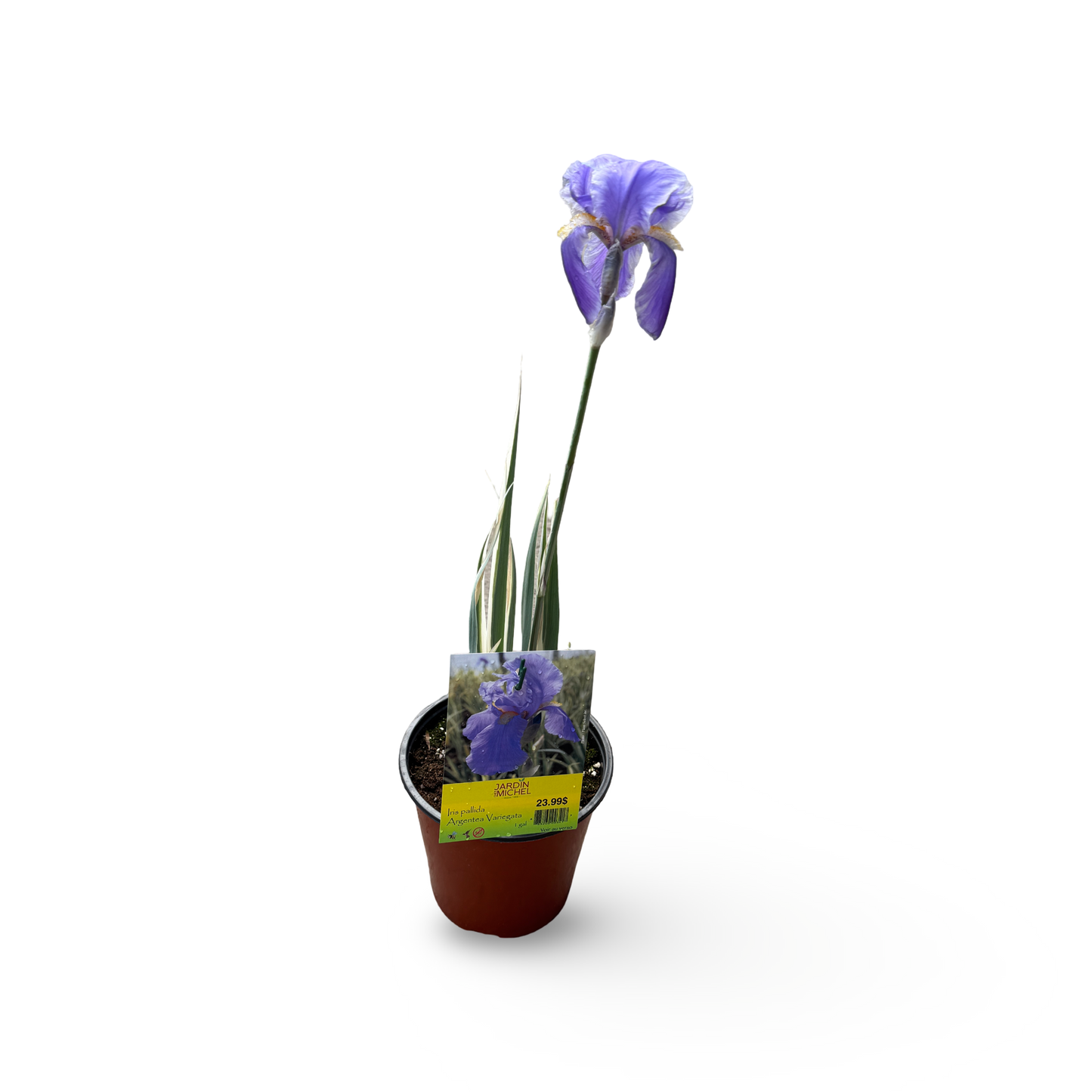 Variegated Sweet Iris (6")