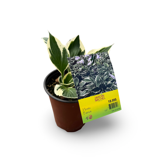 'Patriot' Hosta (6")