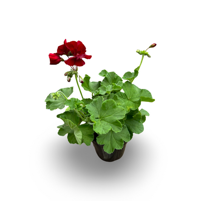 Géranium (3,5") image 1