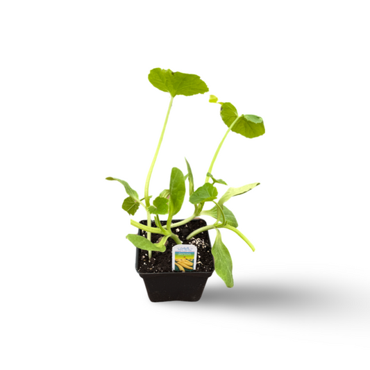 Zuccinis jaunes (3,5") image 0