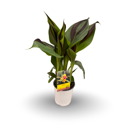 Canna Lily 'Cleopatra' (6")