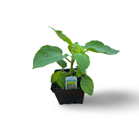 Cerise de terre (3,5") image 0