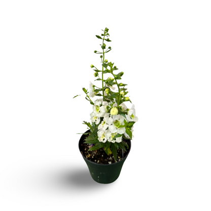 Angelonia (3,5") image 0