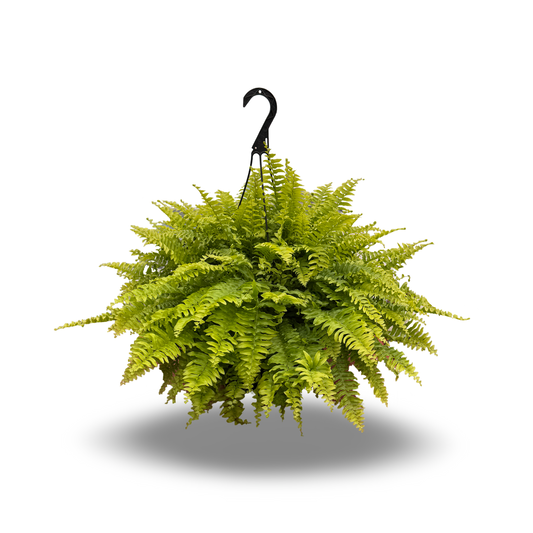 Boston Fern (8")
