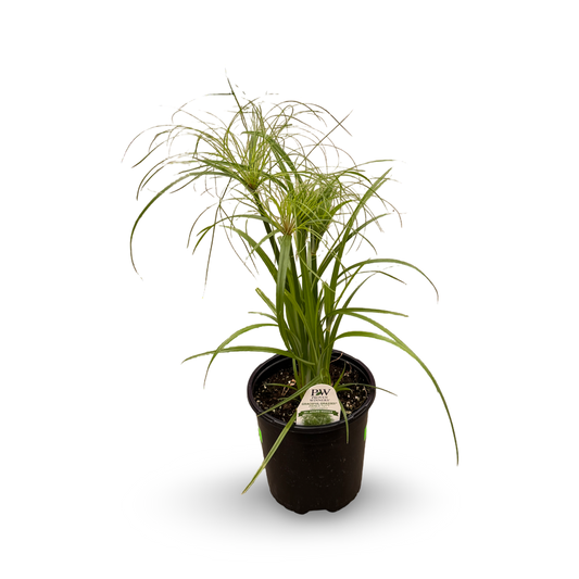 Dwarf Papyrus 'Prince Tut'