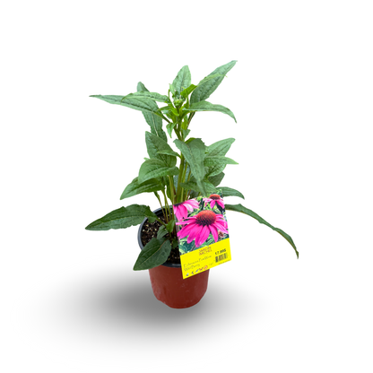 Échinacée 'PowWow Wild Berry' (6")