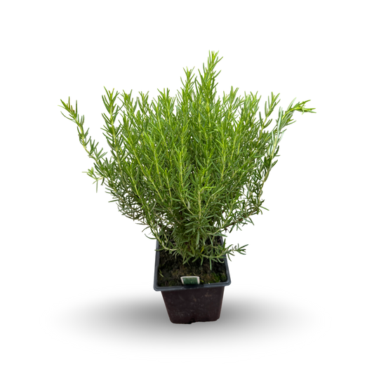 Rosemary (3.5")