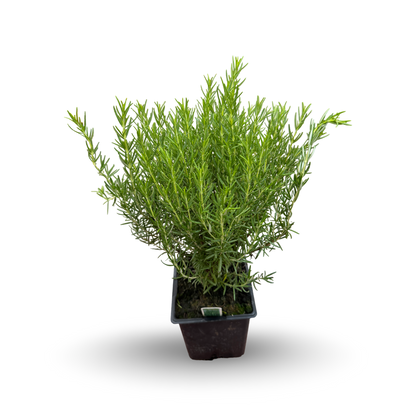 Rosemary (3.5")