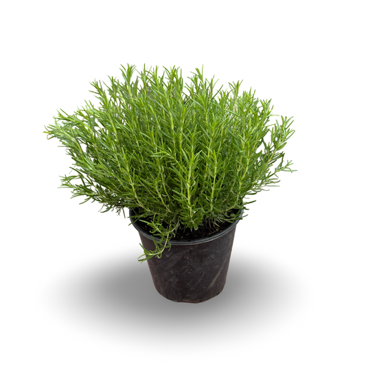 Rosemary (3.5")