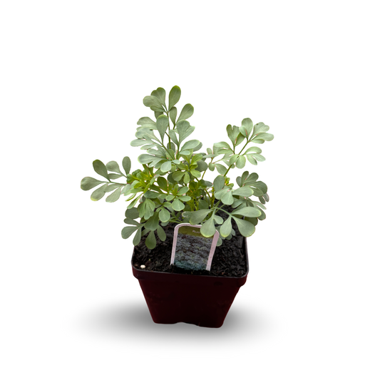 Common Rue (3.5")