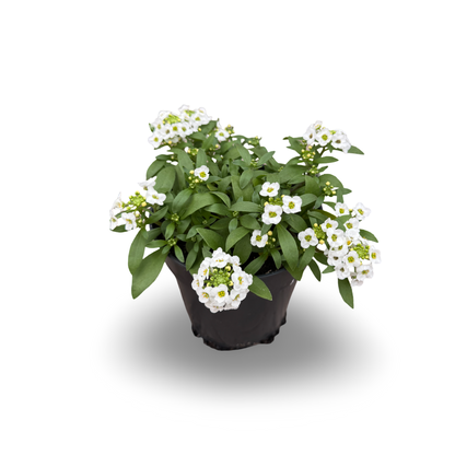 Sweet Alyssum (4,5")