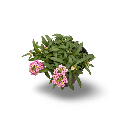 Sweet Alyssum (4,5")