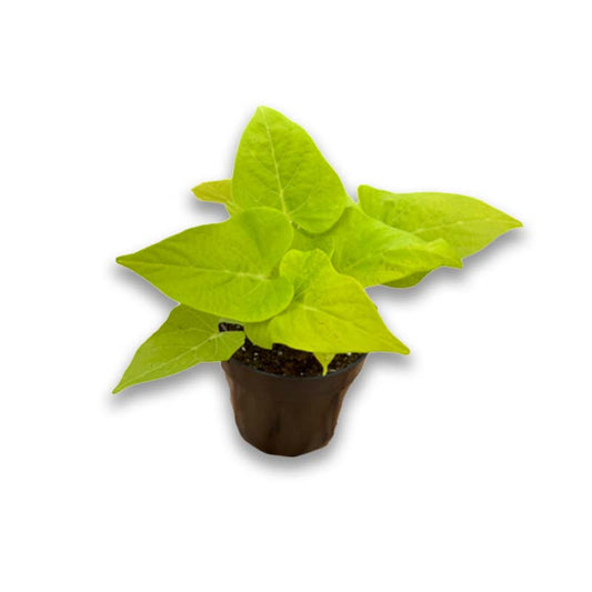 Ipomea Patio Lime (3,5") image 0