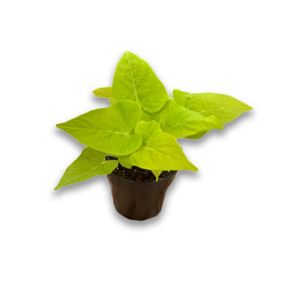 Ipomea Patio Lime (3,5") image 0