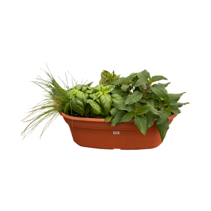 Mélange de fines herbes (17"x 9")