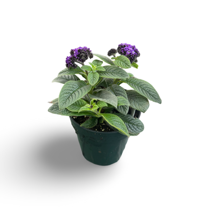 Heliotrope (3,5") image 0