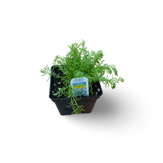 Camomille (3,5") image 0