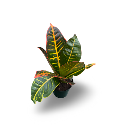 Croton (4,5")