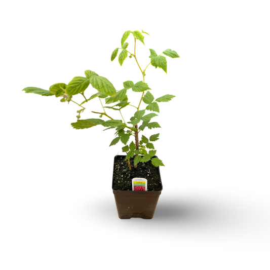 Framboisier (4,5") image 0