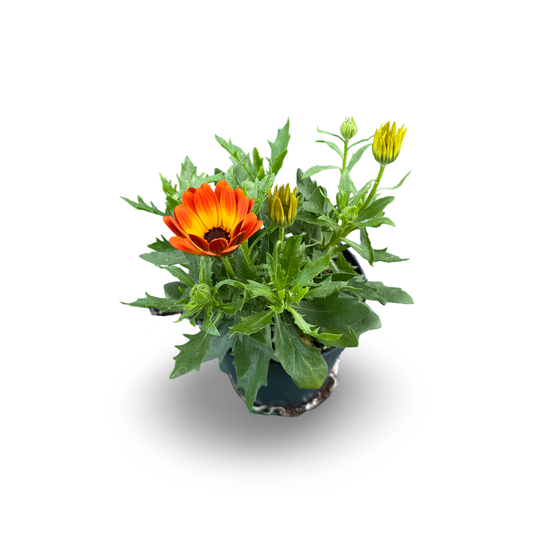 Marguerite africaine (3,5")
