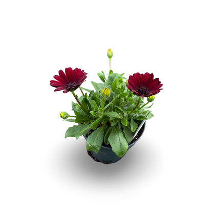 Marguerite africaine (4,5")