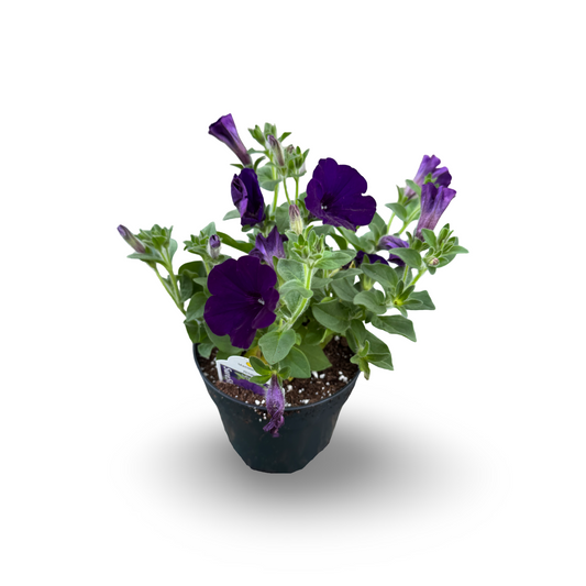 Trailing Petunia (4,5")