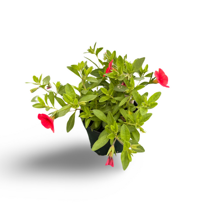 Millionbells (3,5") image 1