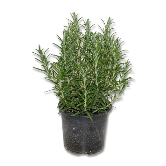 Romarin (3,5") image 0