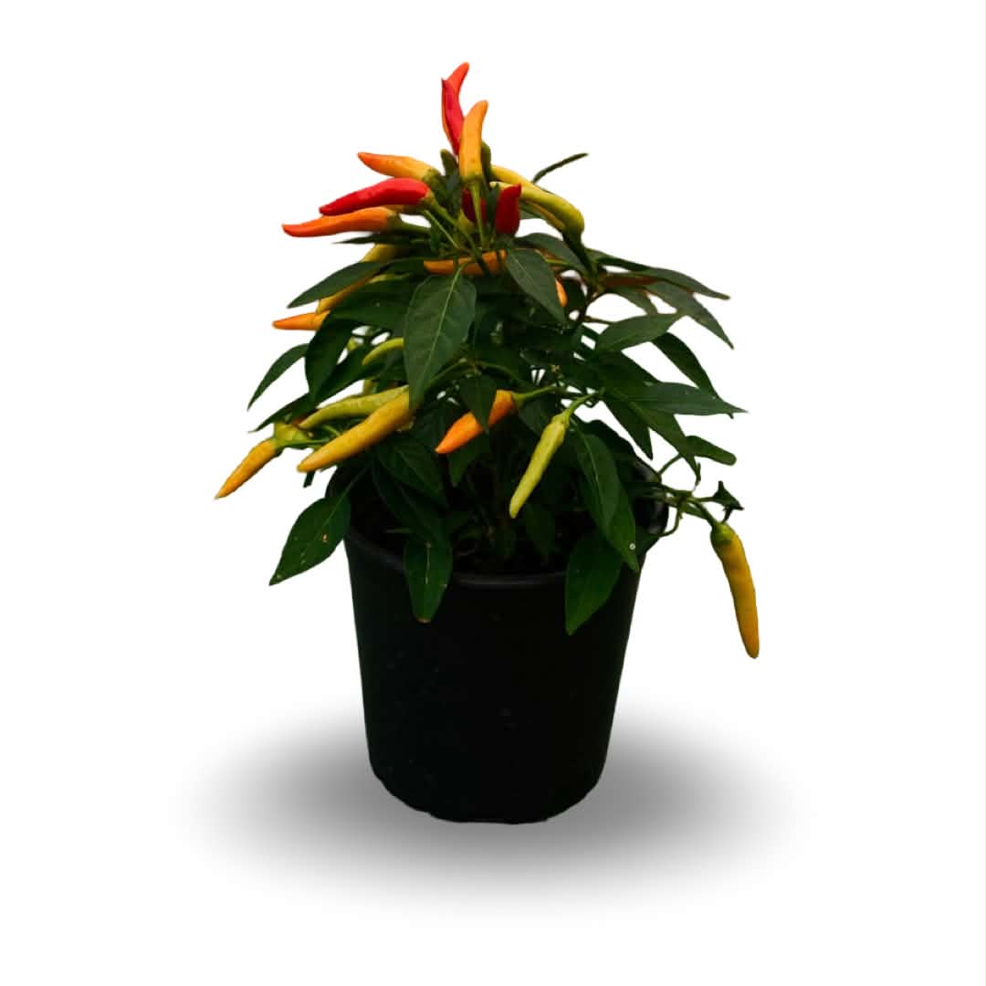 Chilly Chilli Sweet Pepper (5")