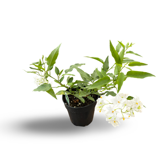 Étoile de Bethléem (3,5") image 0