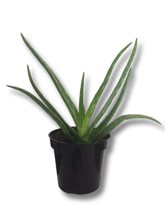 Aloe Vera (3,5") image 0