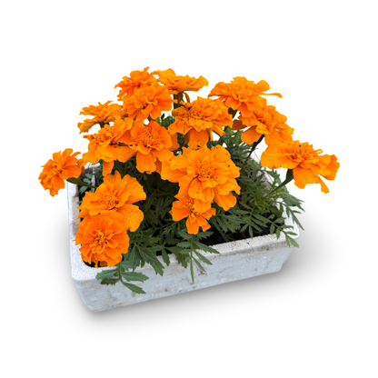 Marigold x 9 