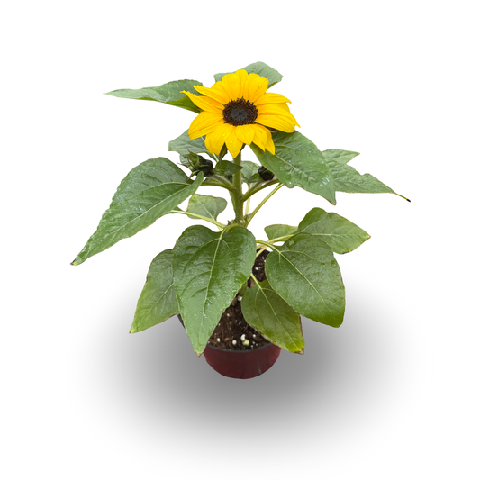 Dwarf Sunflower (6")