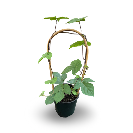 Gloire du Matin bleu royal (6")