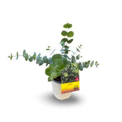 Eucalyptus (3.5")