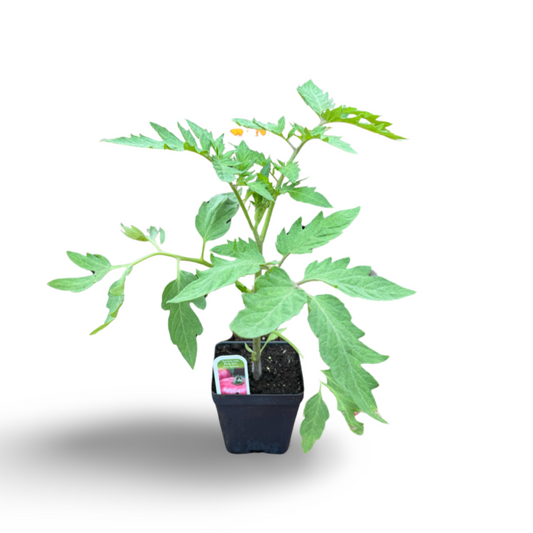 Tomate pink girl (3,5") image 0