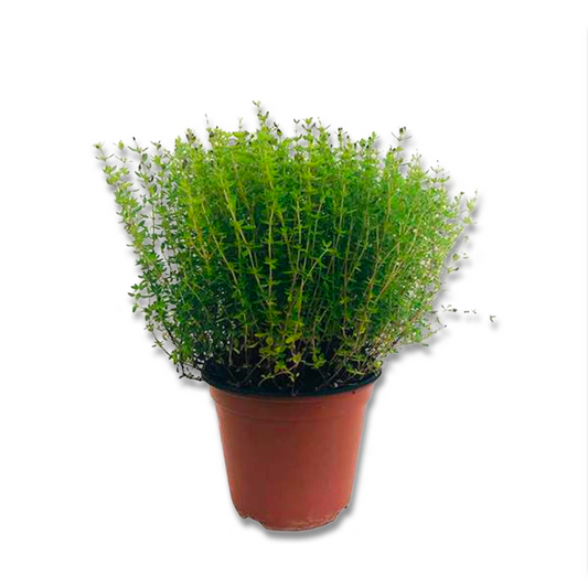 Lemon thyme (3.5")