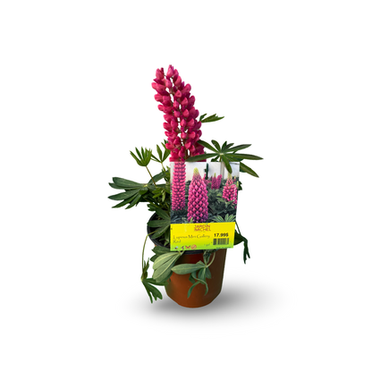 Lupinus Mini Gallery Red (6")