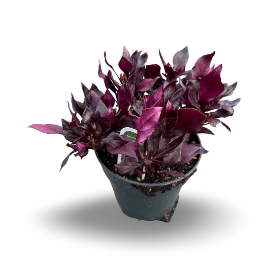 Alternanthera 'Choco Chili'