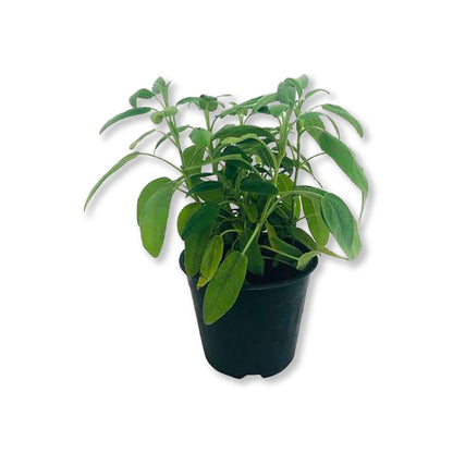 Sauge officinale (3,5") image 0