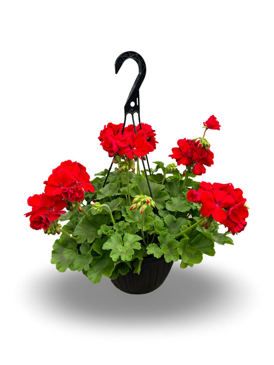 Suspendu de géranium (8") image 0