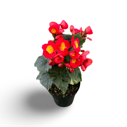 Begonia Reiger (3,5") image 1