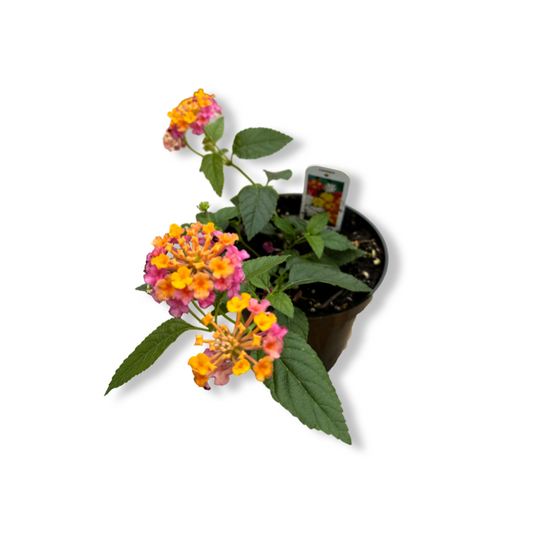 Lantana (3,5") image 0