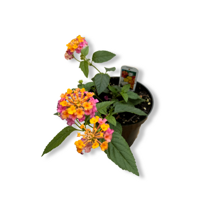Lantana (3,5") image 0