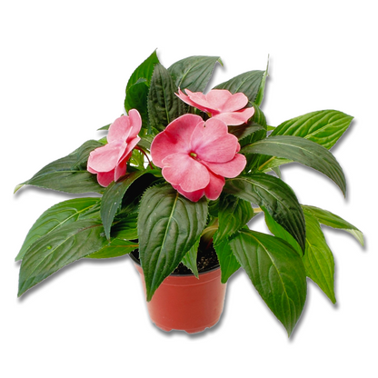 Impatience de Nouvelle-Guinée (3,5") image 4