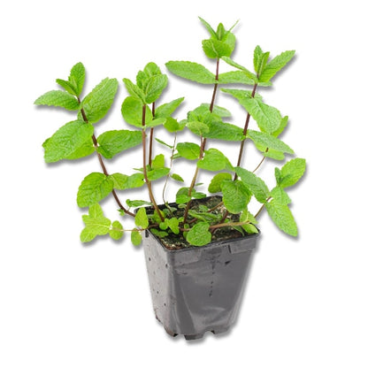 Menthe marocaine (3,5") image 0