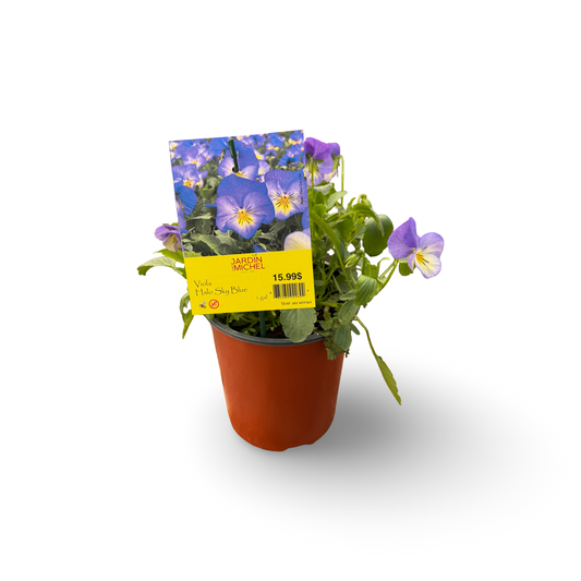 Viola 'Halo Sky Blue' (6")