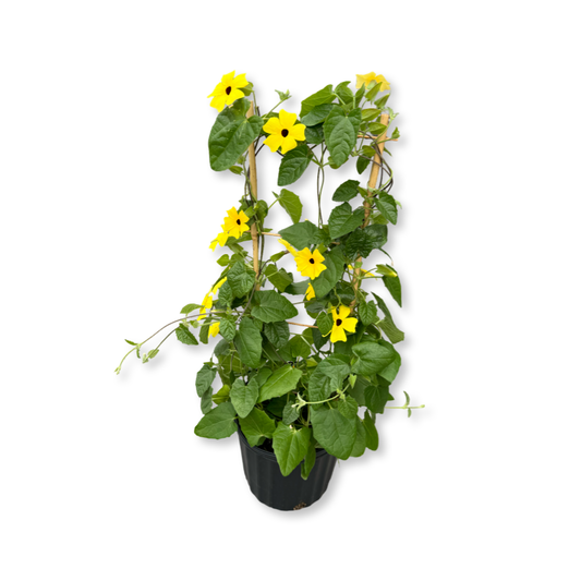 Thunbergia (8") image 0